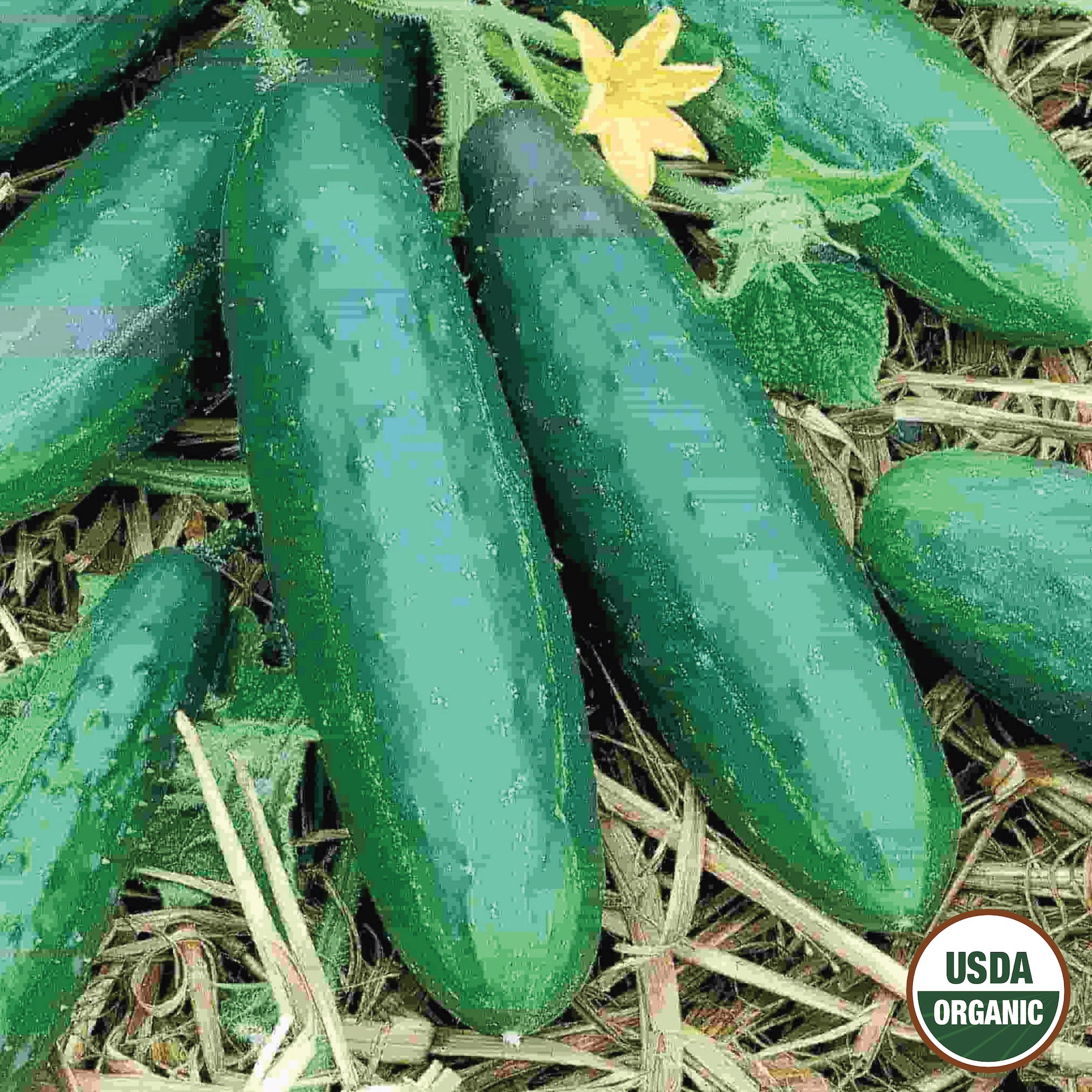 A group of fresh green cucumbers on the ground with a yellow flower, marked with a 'USDA Organic' label.